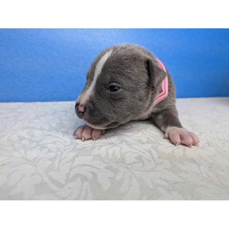 販売中の愛知県のアメリカンブリー-419405の8枚目