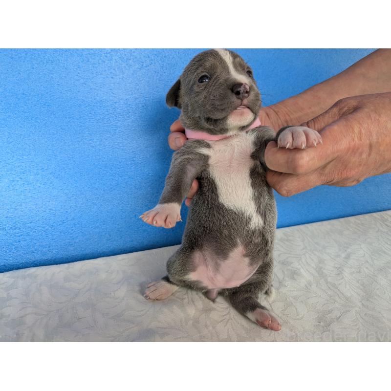 販売中の愛知県のアメリカンブリー-419405の7枚目