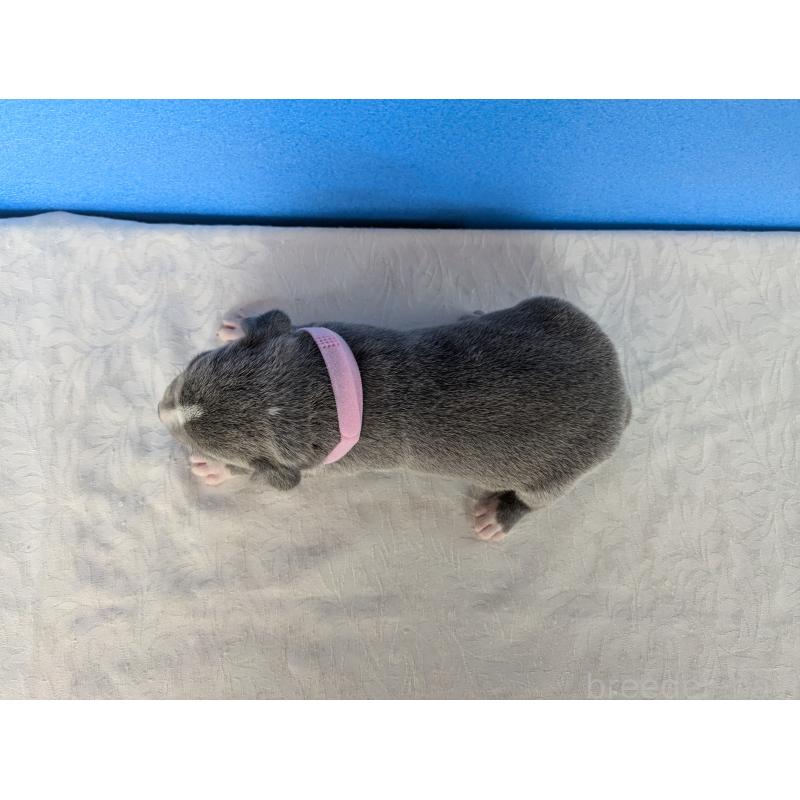 販売中の愛知県のアメリカンブリー-419405の6枚目