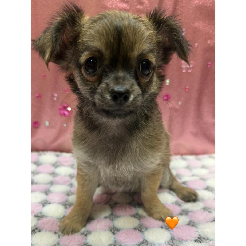 販売中の愛知県のチワワ(ロングコート)-416522の9枚目