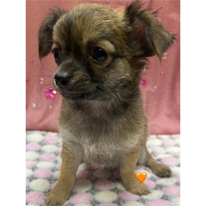 販売中の愛知県のチワワ(ロングコート)-416522