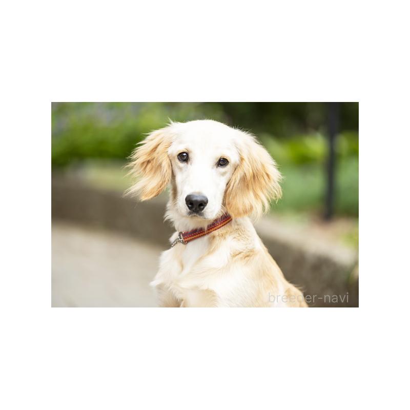 販売中の神奈川県のミックス犬-410447の2枚目