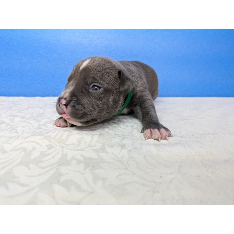 販売中の愛知県のアメリカンブリー-419404の9枚目