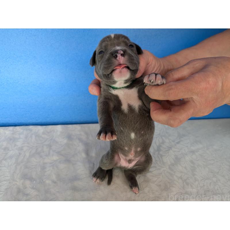 販売中の愛知県のアメリカンブリー-419404の8枚目