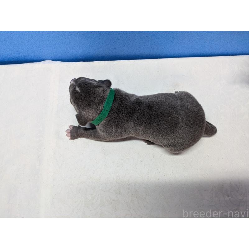 販売中の愛知県のアメリカンブリー-419404の7枚目