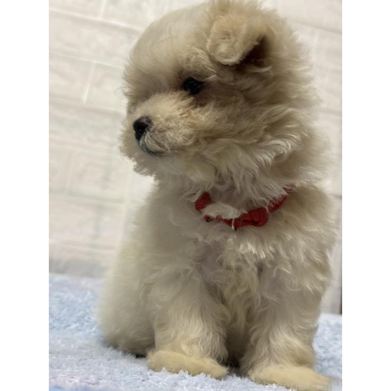 成約済の茨城県のマルプー:マルチーズ×トイプードル-421581の7枚目