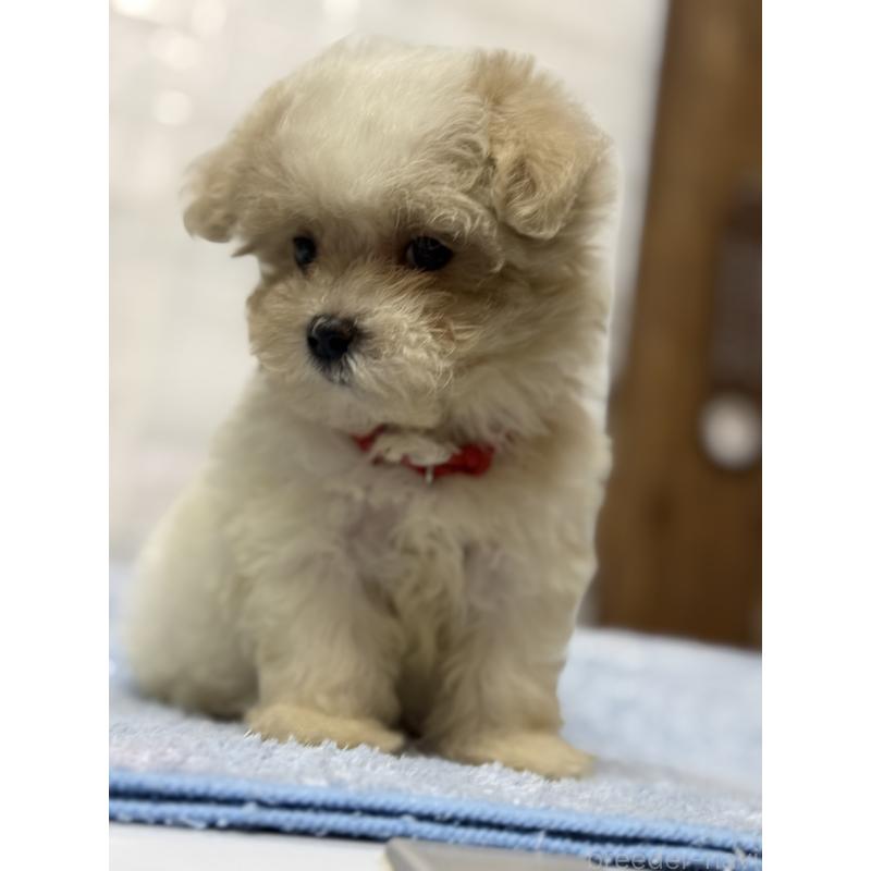 成約済の茨城県のマルプー:マルチーズ×トイプードル-421581の6枚目