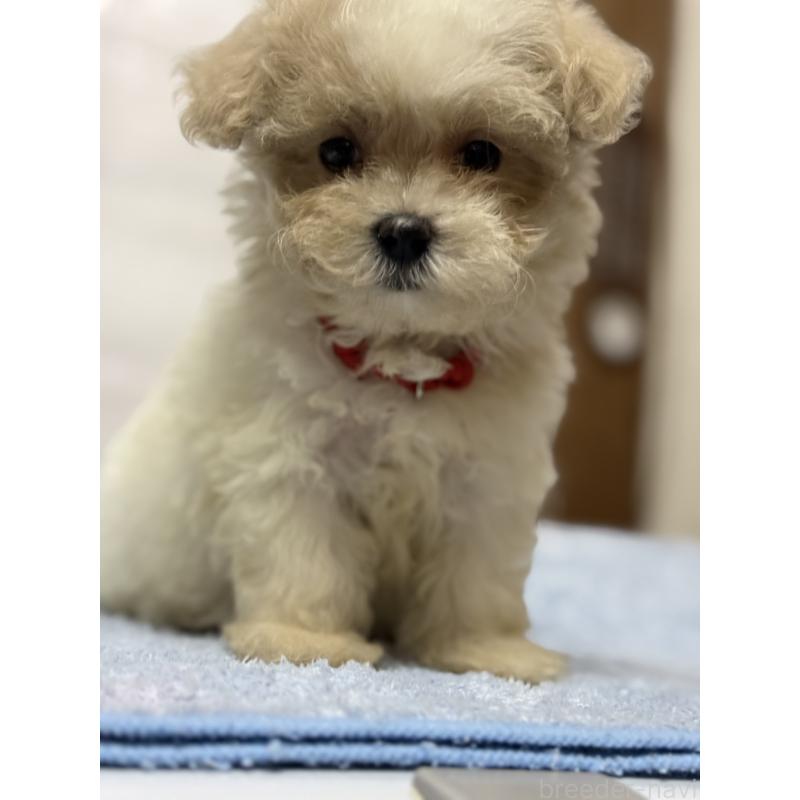 成約済の茨城県のマルプー:マルチーズ×トイプードル-421581の5枚目