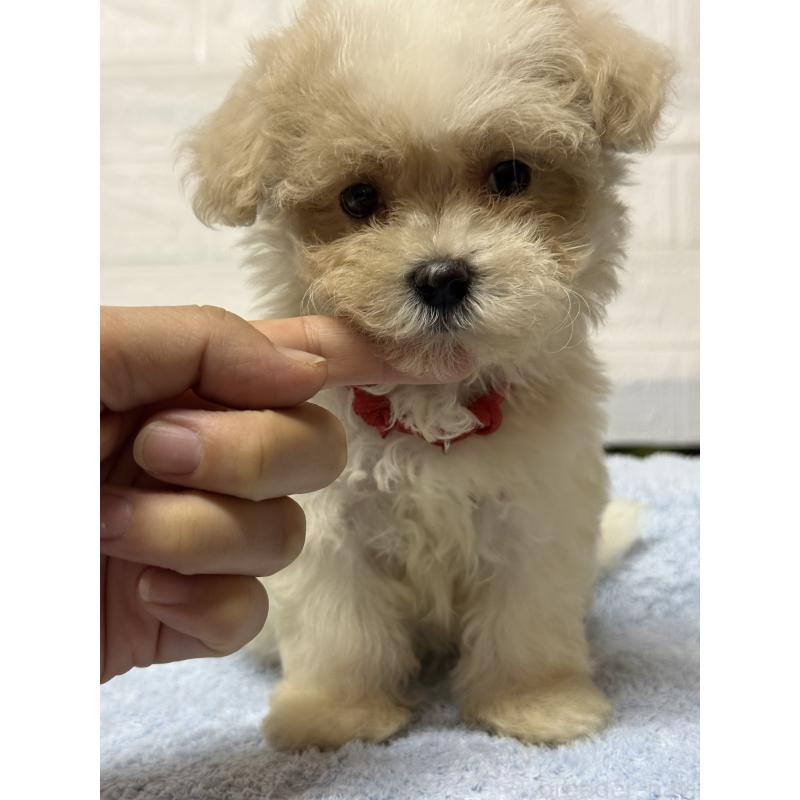 成約済の茨城県のマルプー:マルチーズ×トイプードル-421581の4枚目