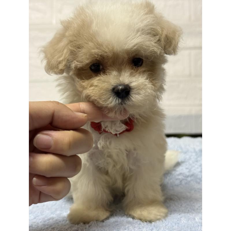 成約済の茨城県のマルプー:マルチーズ×トイプードル-421581の3枚目