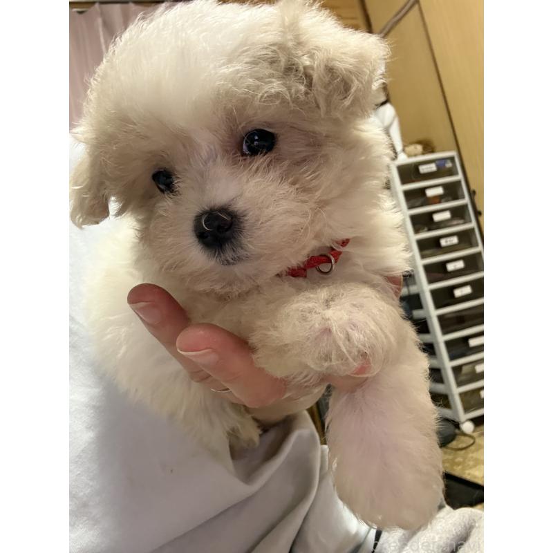 成約済の茨城県のマルプー:マルチーズ×トイプードル-421581の2枚目