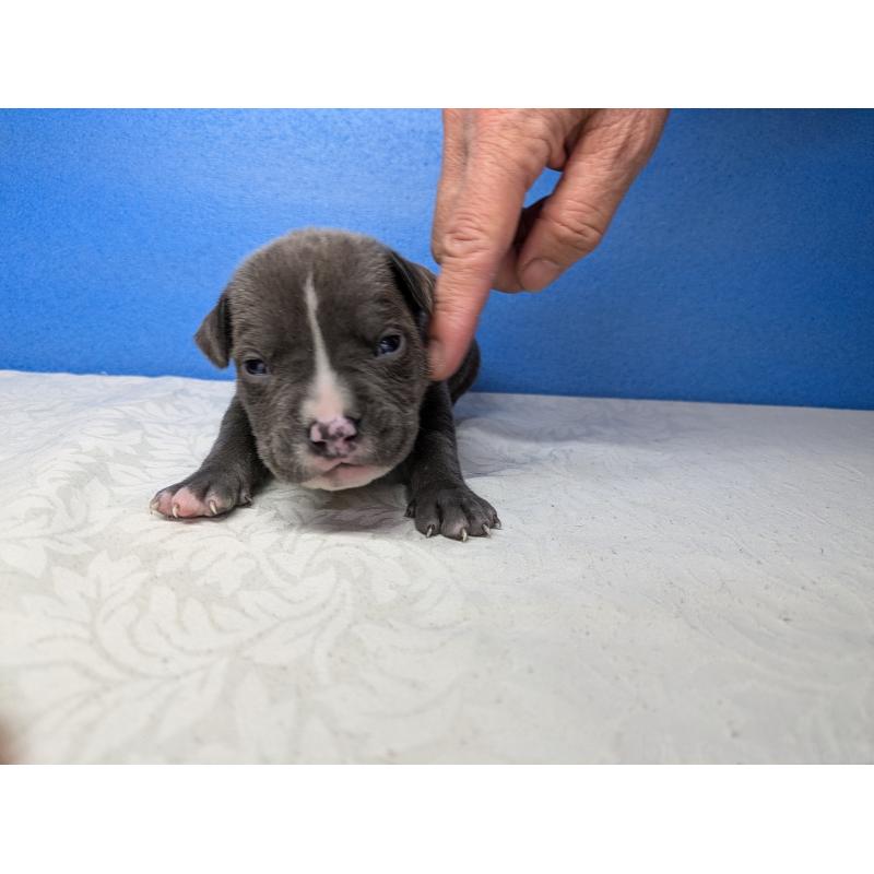 商談中の愛知県のアメリカンブリー-419402の12枚目