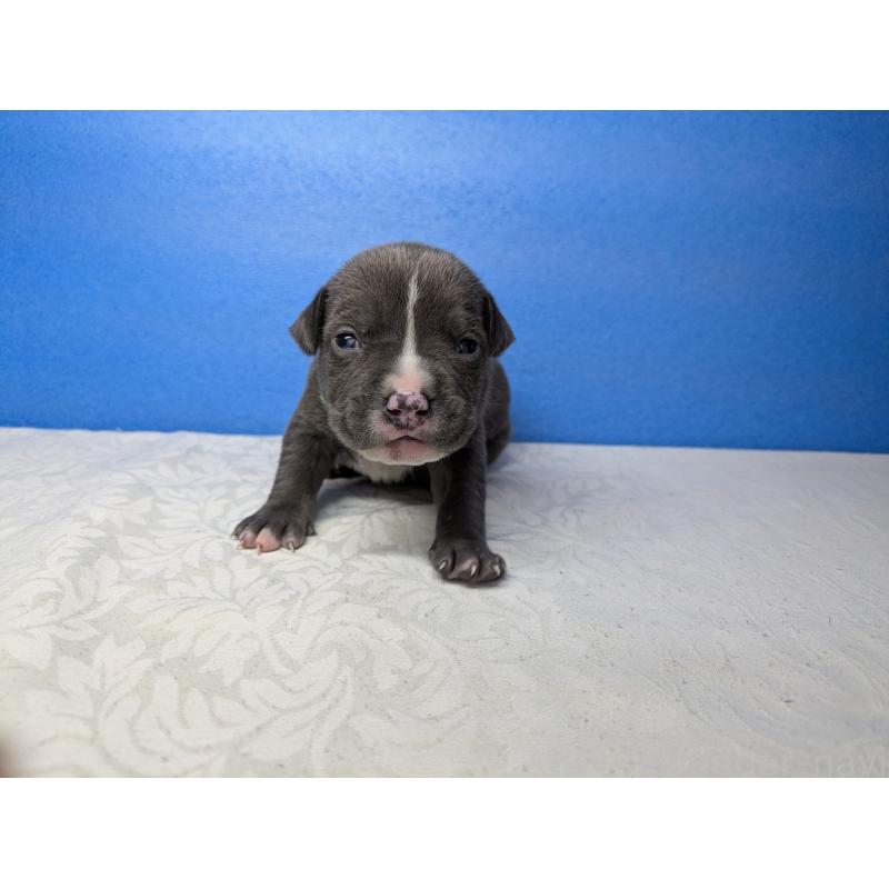 商談中の愛知県のアメリカンブリー-419402の11枚目