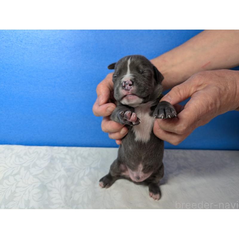 商談中の愛知県のアメリカンブリー-419402の10枚目