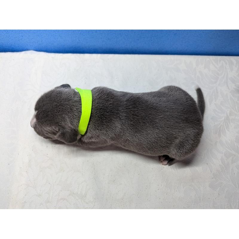 商談中の愛知県のアメリカンブリー-419402の9枚目