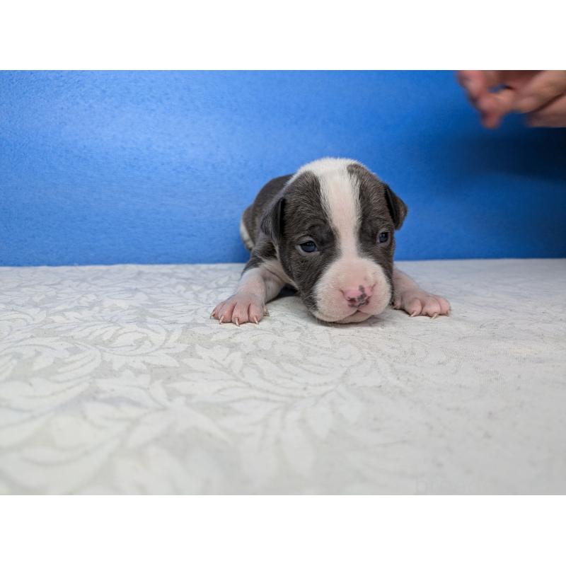 商談中の愛知県のアメリカンブリー-419409の5枚目