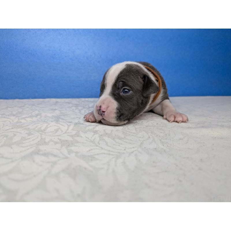 商談中の愛知県のアメリカンブリー-419409の4枚目