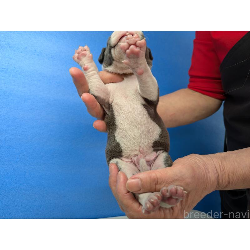 商談中の愛知県のアメリカンブリー-419409の3枚目