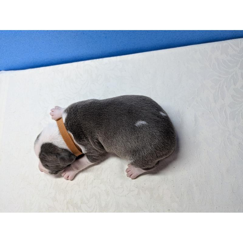 商談中の愛知県のアメリカンブリー-419409の2枚目