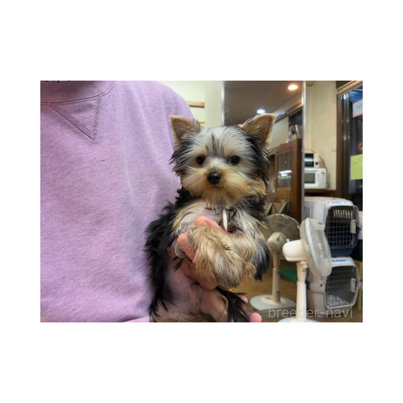 販売中の東京都のヨークシャーテリア-408474