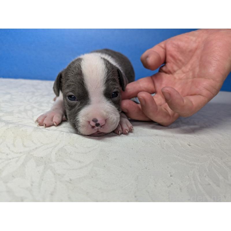 販売中の愛知県のアメリカンブリー-419410の9枚目