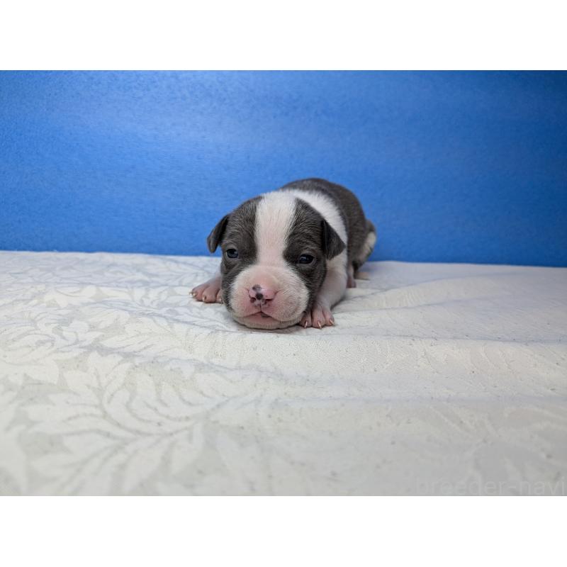 販売中の愛知県のアメリカンブリー-419410の8枚目