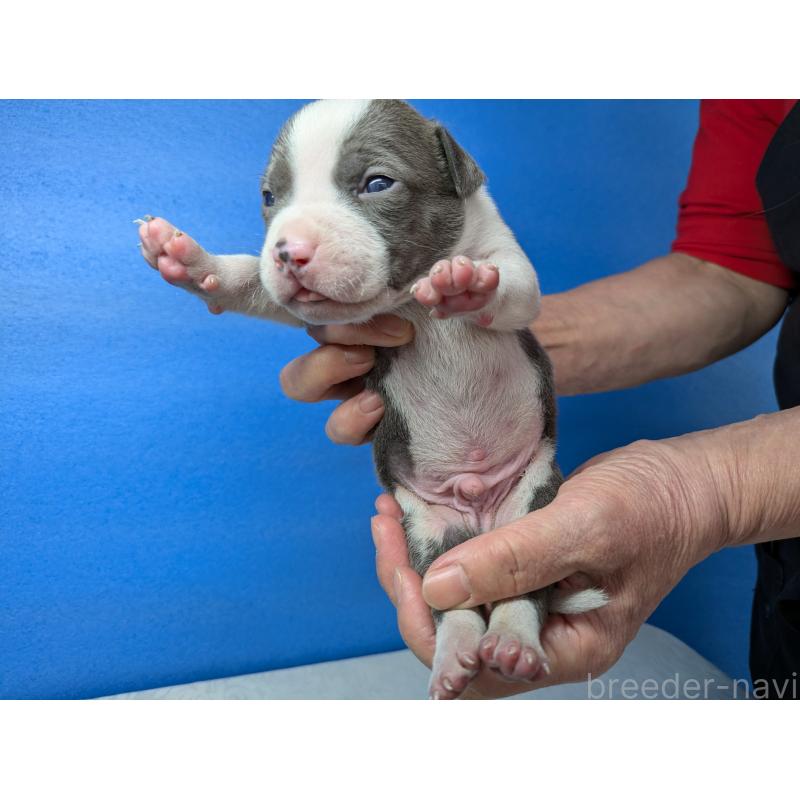 販売中の愛知県のアメリカンブリー-419410の7枚目