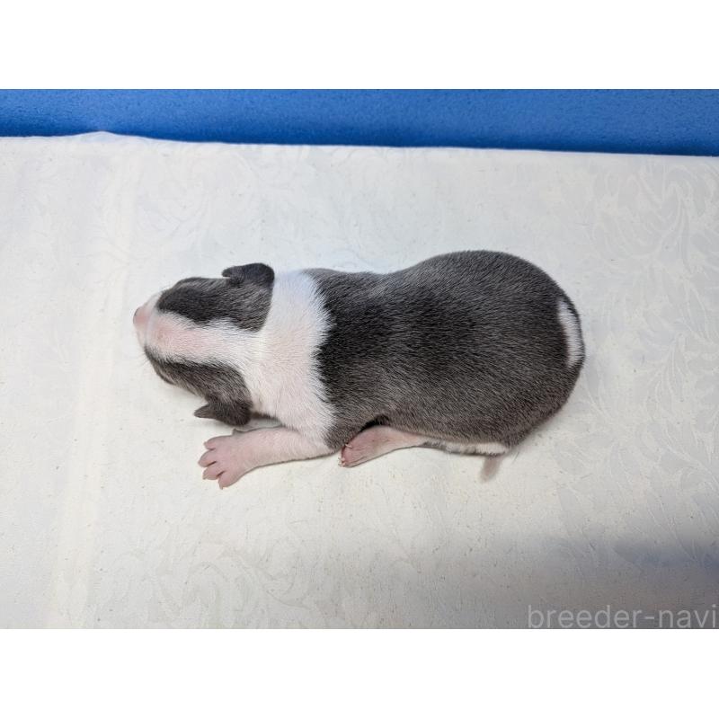 販売中の愛知県のアメリカンブリー-419410の6枚目