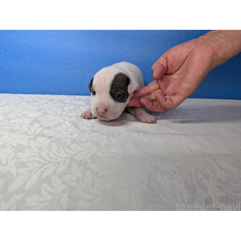 販売中の愛知県のアメリカンブリー-419411の11枚目