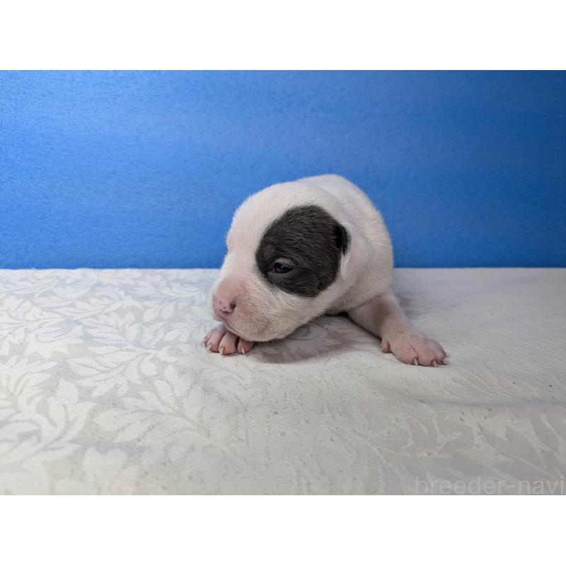 販売中の愛知県のアメリカンブリー-419411の10枚目