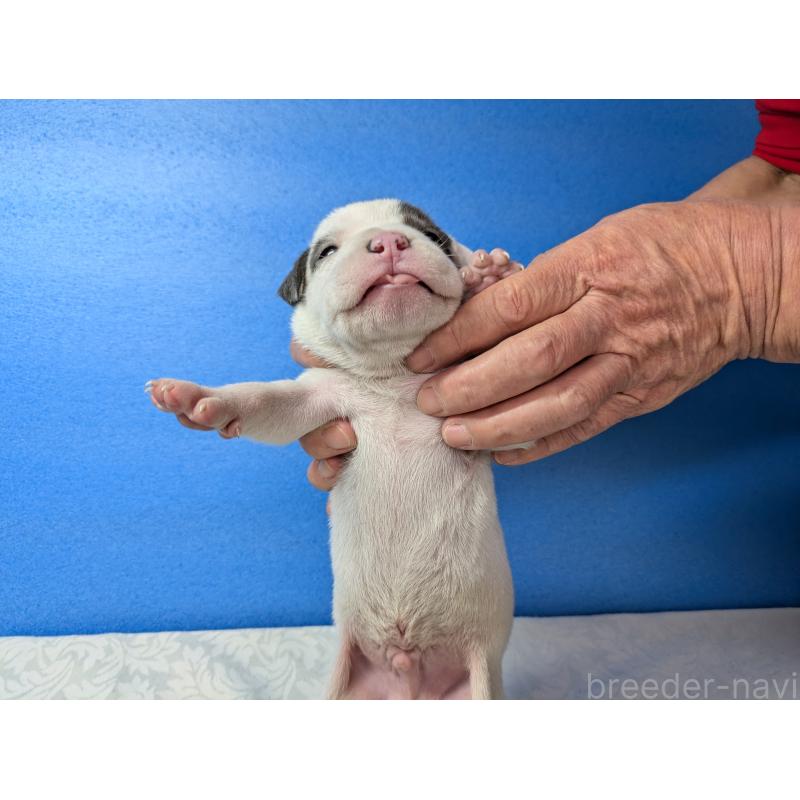 販売中の愛知県のアメリカンブリー-419411の9枚目