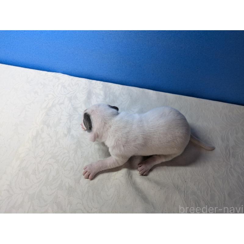 販売中の愛知県のアメリカンブリー-419411の8枚目