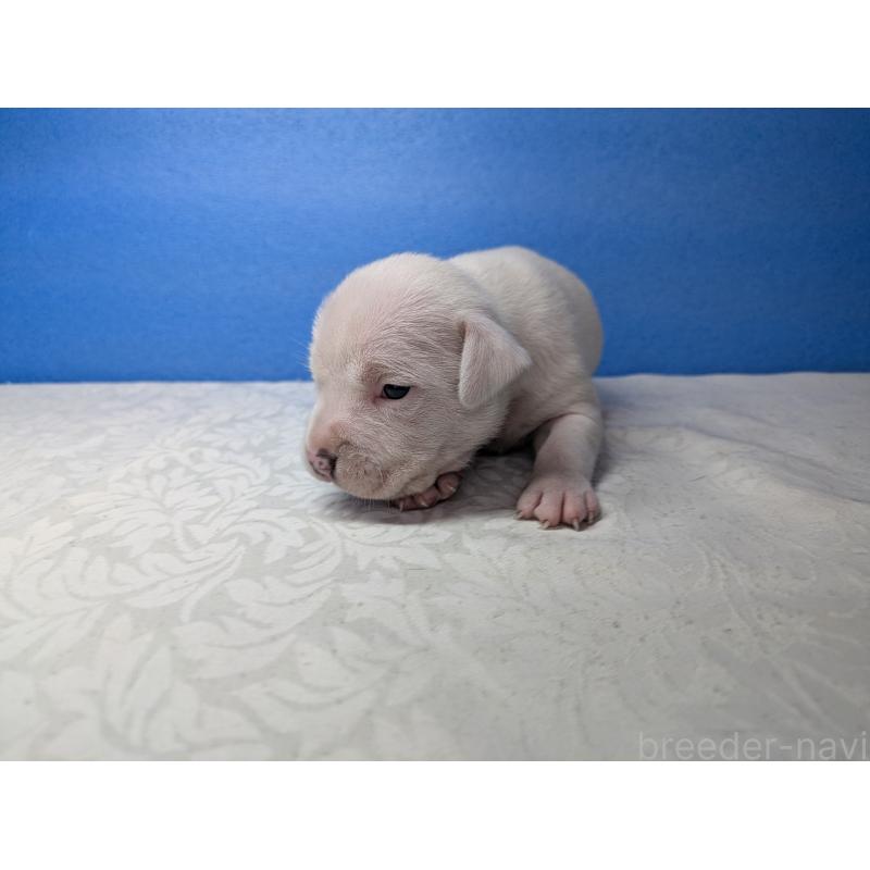 販売中の愛知県のアメリカンブリー-419412の12枚目