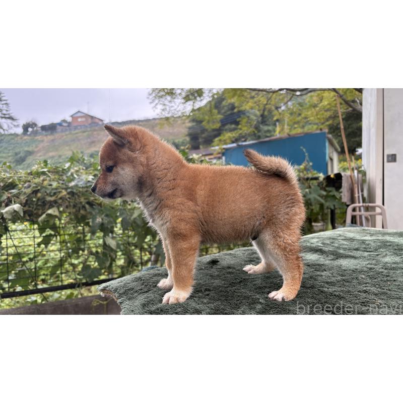 成約済の茨城県の柴犬-416072の4枚目