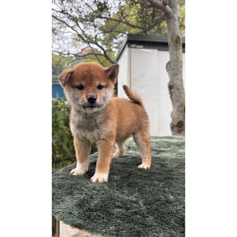 成約済の茨城県の柴犬-416072の3枚目