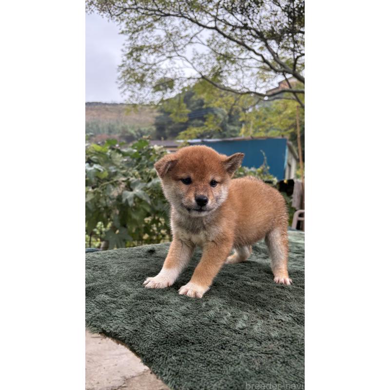 成約済の茨城県の柴犬-416072の2枚目