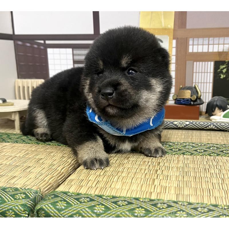 販売中の愛知県の豆柴-422082の12枚目