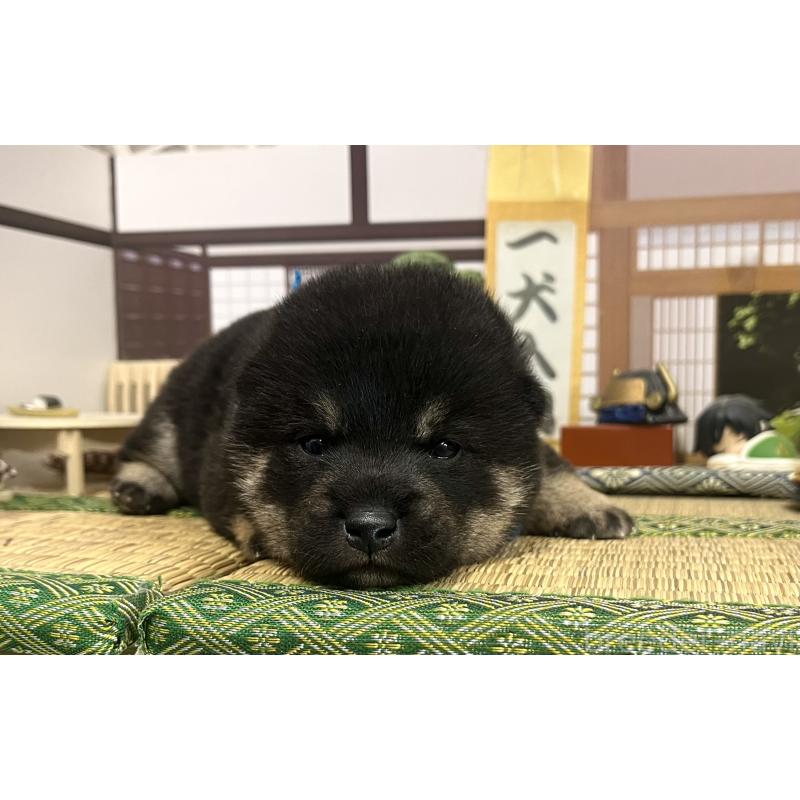 販売中の愛知県の豆柴-422082の4枚目
