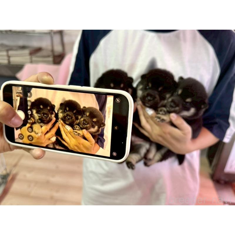 販売中の愛知県の豆柴-422082の3枚目