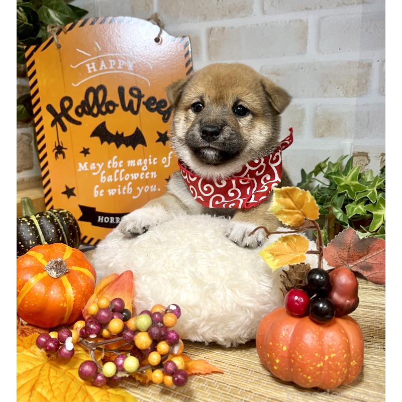 商談中の愛知県の豆柴-416156の8枚目