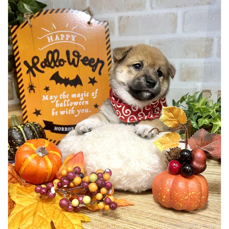 商談中の愛知県の豆柴-416156の7枚目