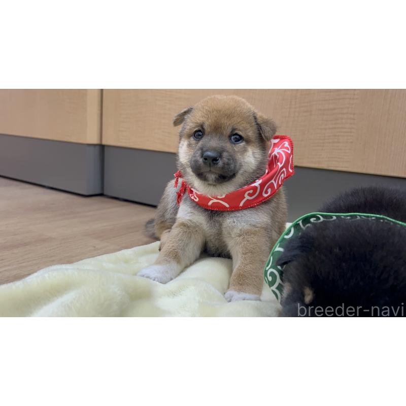 商談中の愛知県の豆柴-416156の6枚目