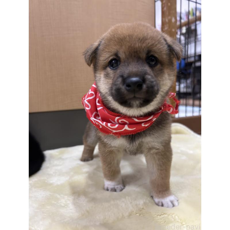 商談中の愛知県の豆柴-416156の5枚目