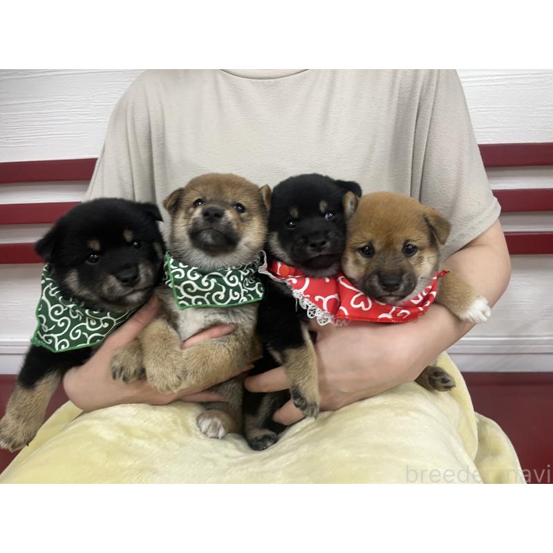 商談中の愛知県の豆柴-416156の4枚目