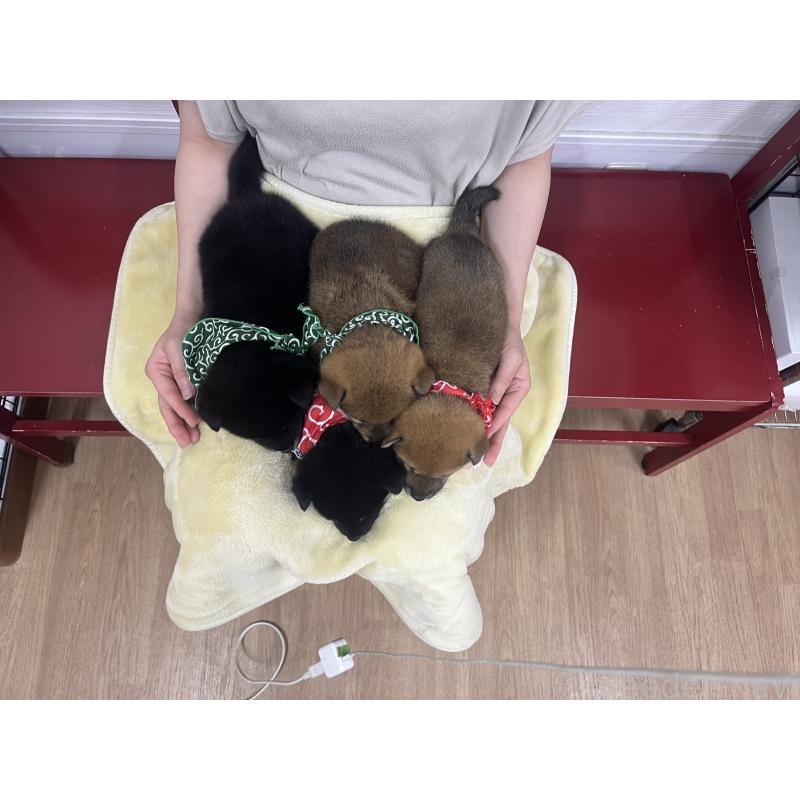 商談中の愛知県の豆柴-416156の3枚目