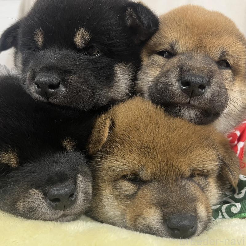 商談中の愛知県の豆柴-416156の2枚目