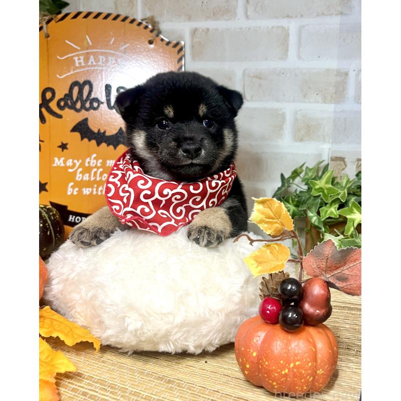 販売中の愛知県の豆柴-416155の7枚目