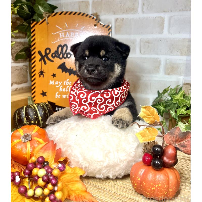 販売中の愛知県の豆柴-416155の6枚目