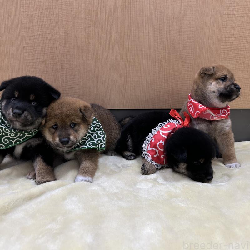 販売中の愛知県の豆柴-416155の4枚目