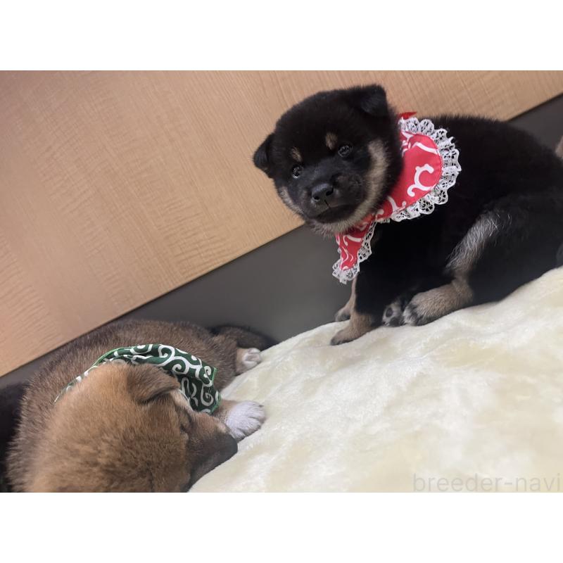 販売中の愛知県の豆柴-416155の2枚目